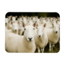 Search for sheep magnets Wool
