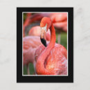 Search for flamingo postcards Travel