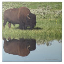 Search for rural scenes tiles Animal