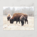Search for native bison buffalo postcards Winter
