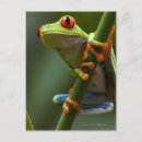 Search for monteverde postcards Nature