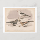 Search for snowbird postcards Vintage