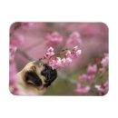 Search for smell magnets Animal