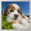 Search for content posters Animal