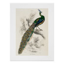 Search for natural history art Vintage