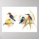 Search for kingfish posters Botanical