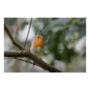 Search for robins posters Animal