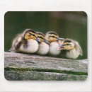 Search for four animals mousepads Colour image