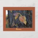 Search for autumn trees postcards Leaves