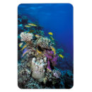 Search for coast rectangular magnets Wildlife