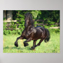 Search for friesian horse art Breed