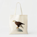 Search for bald bags Bird