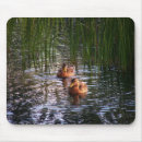 Search for ducks swimming mousepads Nature