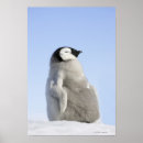 Search for emperor penguin posters Nature