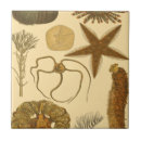Search for sand dollar tiles Algae