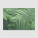 Search for fern tissue paper Nature