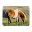 Search for coast rectangular magnets Animal