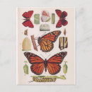 Search for migration postcards Butterflies
