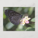Search for pretty blue butterflies postcards Nature