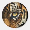 Search for predators magnets Tiger
