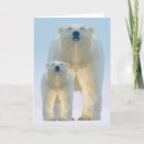 Search for bear cubs cards For kids