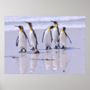 Search for penguin image posters Picture