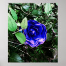 Search for alterative photography Flower