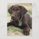 Search for chocolate lab postcards Dog