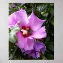 Search for bumblebee posters Flowers