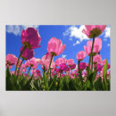 Search for spring bulbs posters Nature