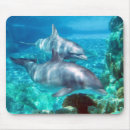 Search for dolphin mousepads Animals