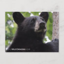 Search for documentary postcards Wildlife