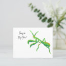 Search for mantids postcards Praying mantis