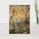 Search for nature leopard cards Wildlife