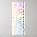 Search for evolution chart posters Animals