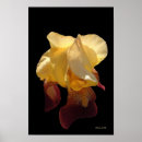 Search for translucent posters Flowers
