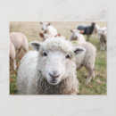 Search for white sheep postcards Cute