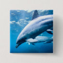 Search for diving dolphin accessories Underwater
