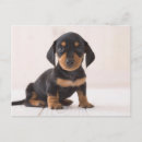 Search for miniature dachshund postcards Dachsund