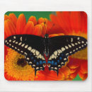Search for swallowtail butterfly electronics Yellow