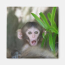 Search for monkey magnets Japan