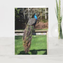 Search for preening Peacock