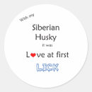 Search for siberian husky stickers Chuksha