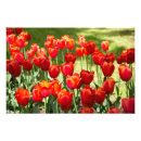 Search for field pet supplies Photography