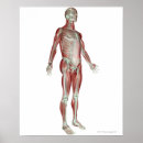 Search for part human posters Front view