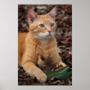 Search for ginger cat posters Orange