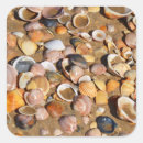 Search for seashell pictures labels Sand