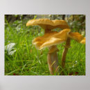 Search for fungus posters Mushroom