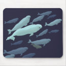 Search for beluga electronics Whale