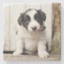 Search for collie coasters Border collie puppy